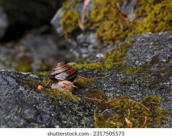 Pacific sideband snail images stock photos d objects vectors