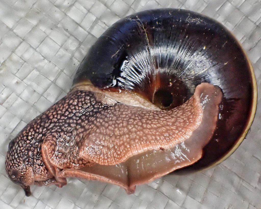 Monadenia fidelis pacific sideband snail â things of the pacific northwest