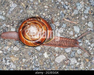 Pacific sideband snail hi