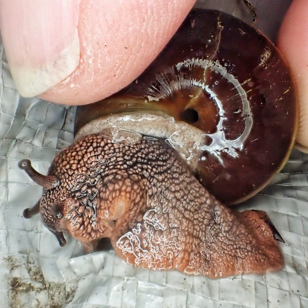 Monadenia fidelis pacific sideband snail â things of the pacific northwest
