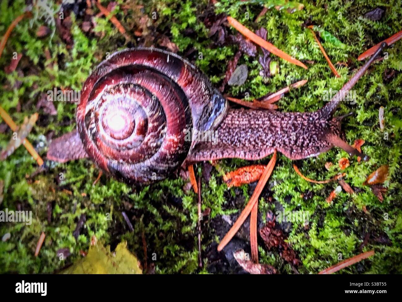Pacific sideband snail hi