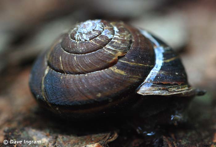 Pacific sideband snails