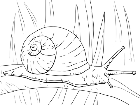 Garden snail coloring page free printable coloring pages