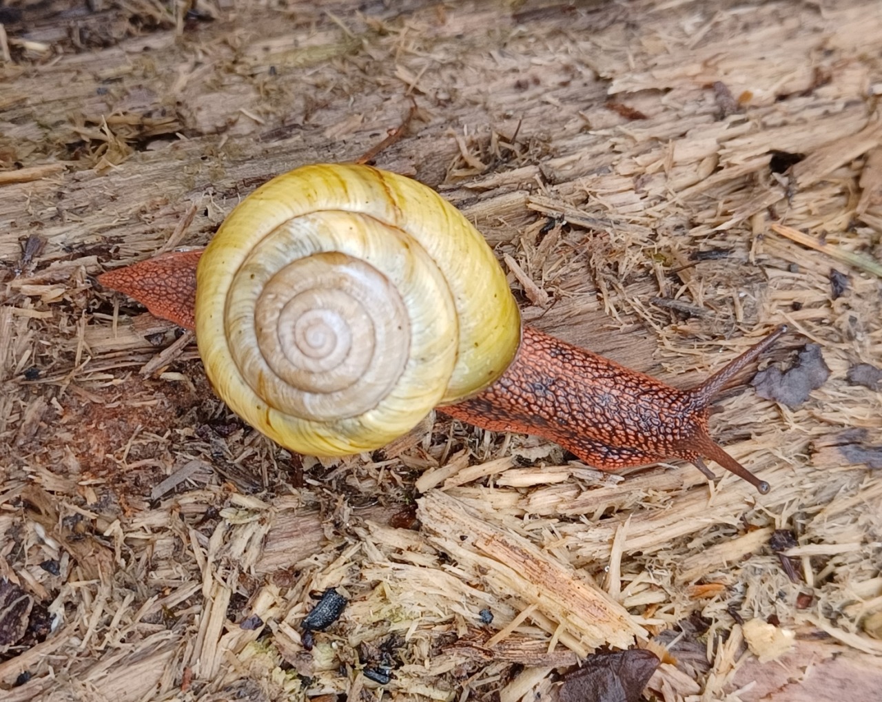 Rebecca lexa naturalist â cool snail alert