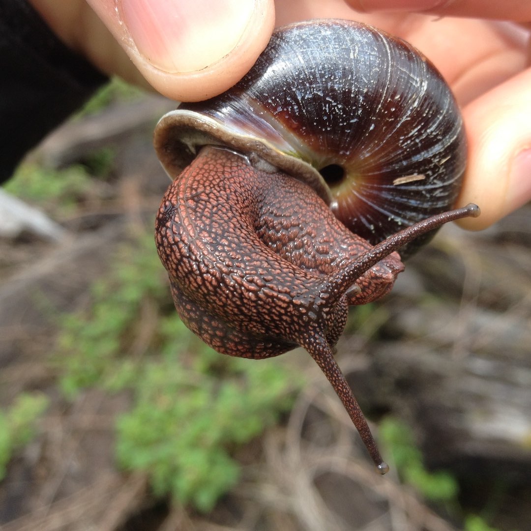 Learning from a snails pace salish magazine