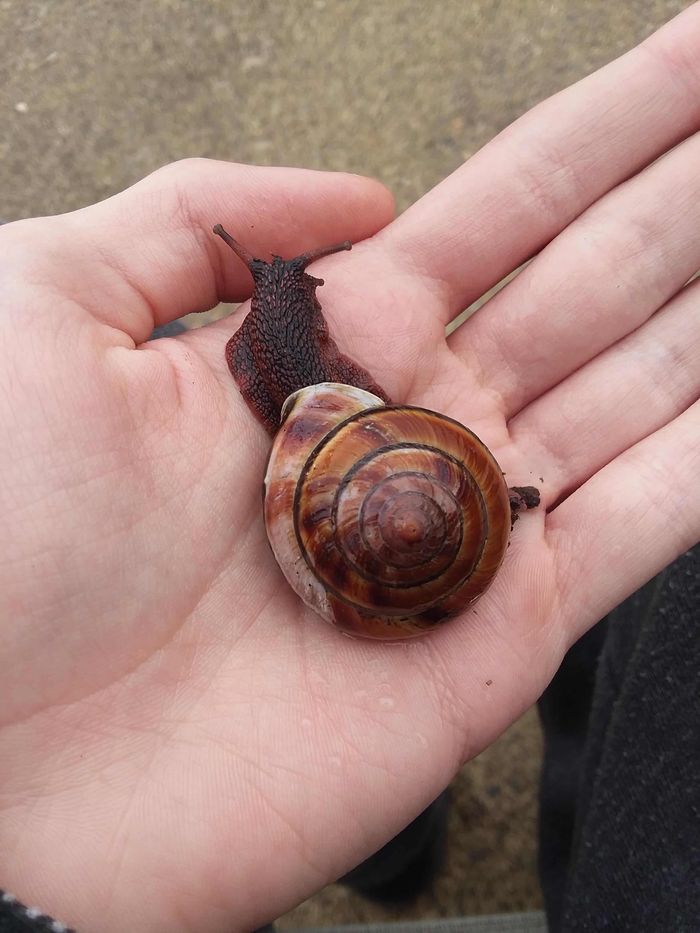 Diet for pacific sideband rsnails