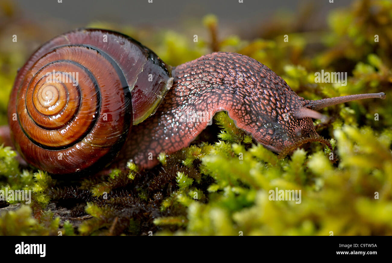 Pacific sideband snail hi