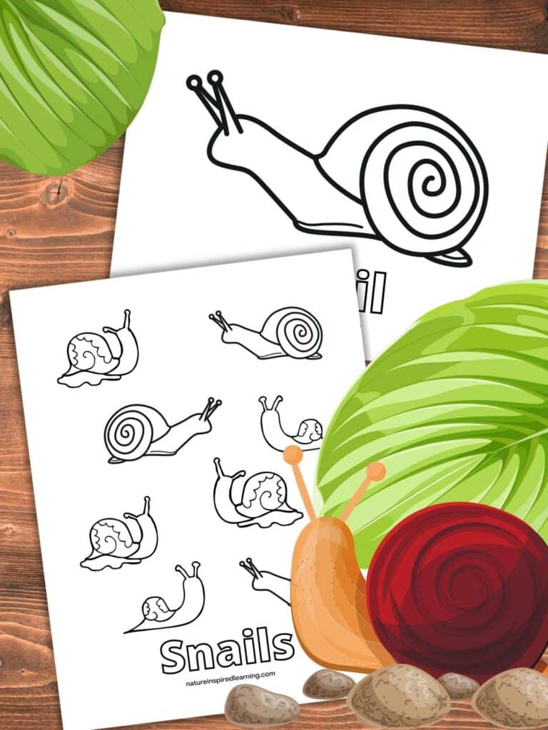 Snail coloring pages