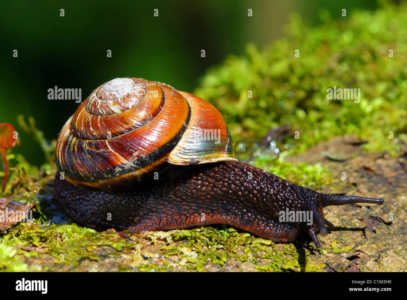 Pacific sideband snail hi