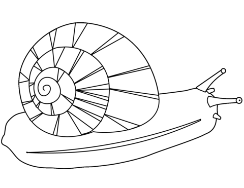 Snail coloring page free printable coloring pages