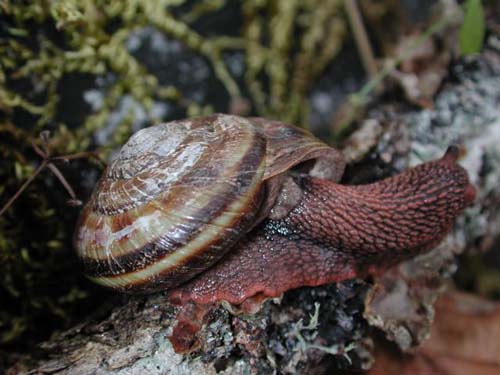 Pacific sideband â salt spring conservancy