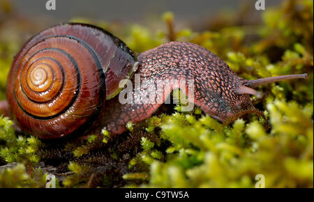 Pacific sideband snail hi