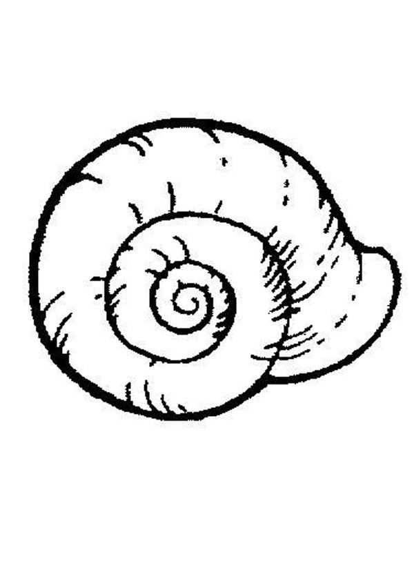 Sea snail coloring page nice coloring sheet of sea world more content on hellokids coloring pages animal coloring pages sea shells