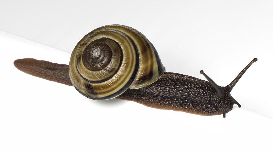 Monadenia