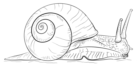 Land snail coloring page free printable coloring pages
