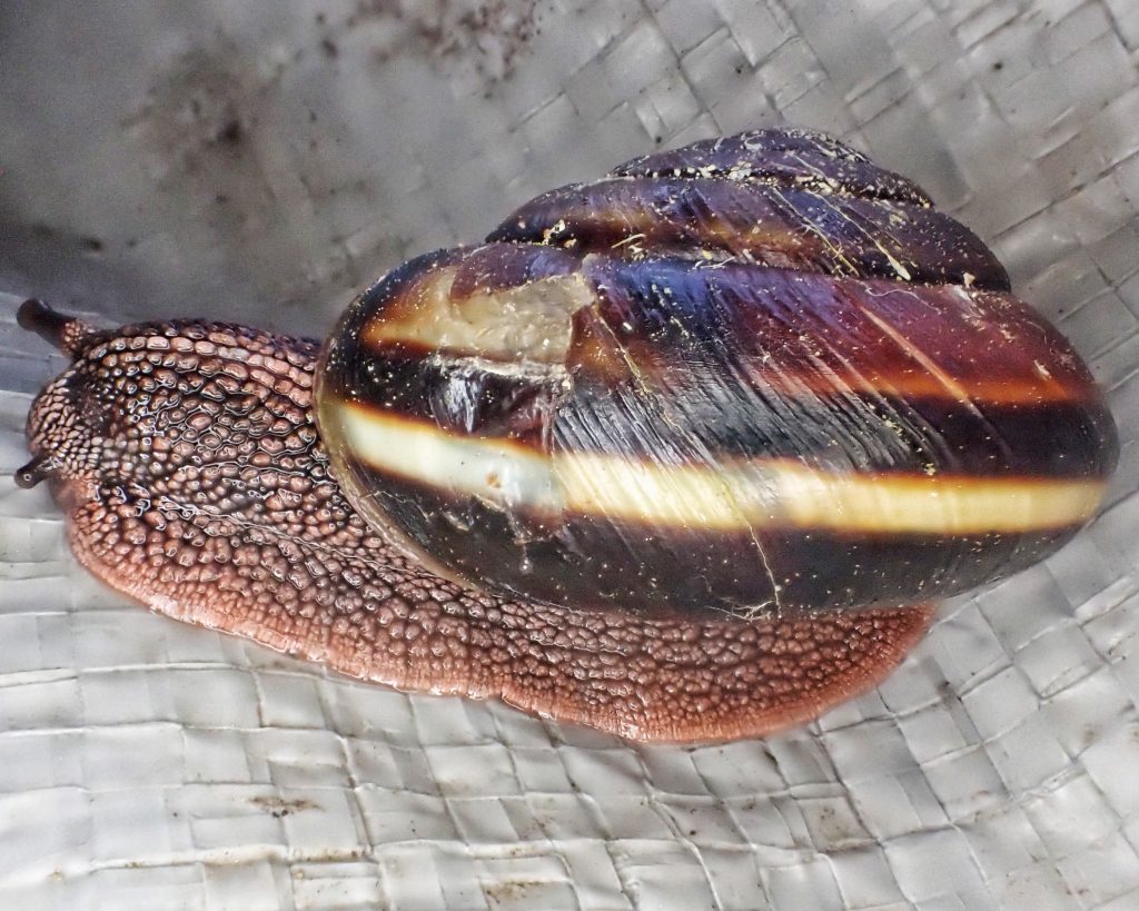 Monadenia fidelis pacific sideband snail â things of the pacific northwest