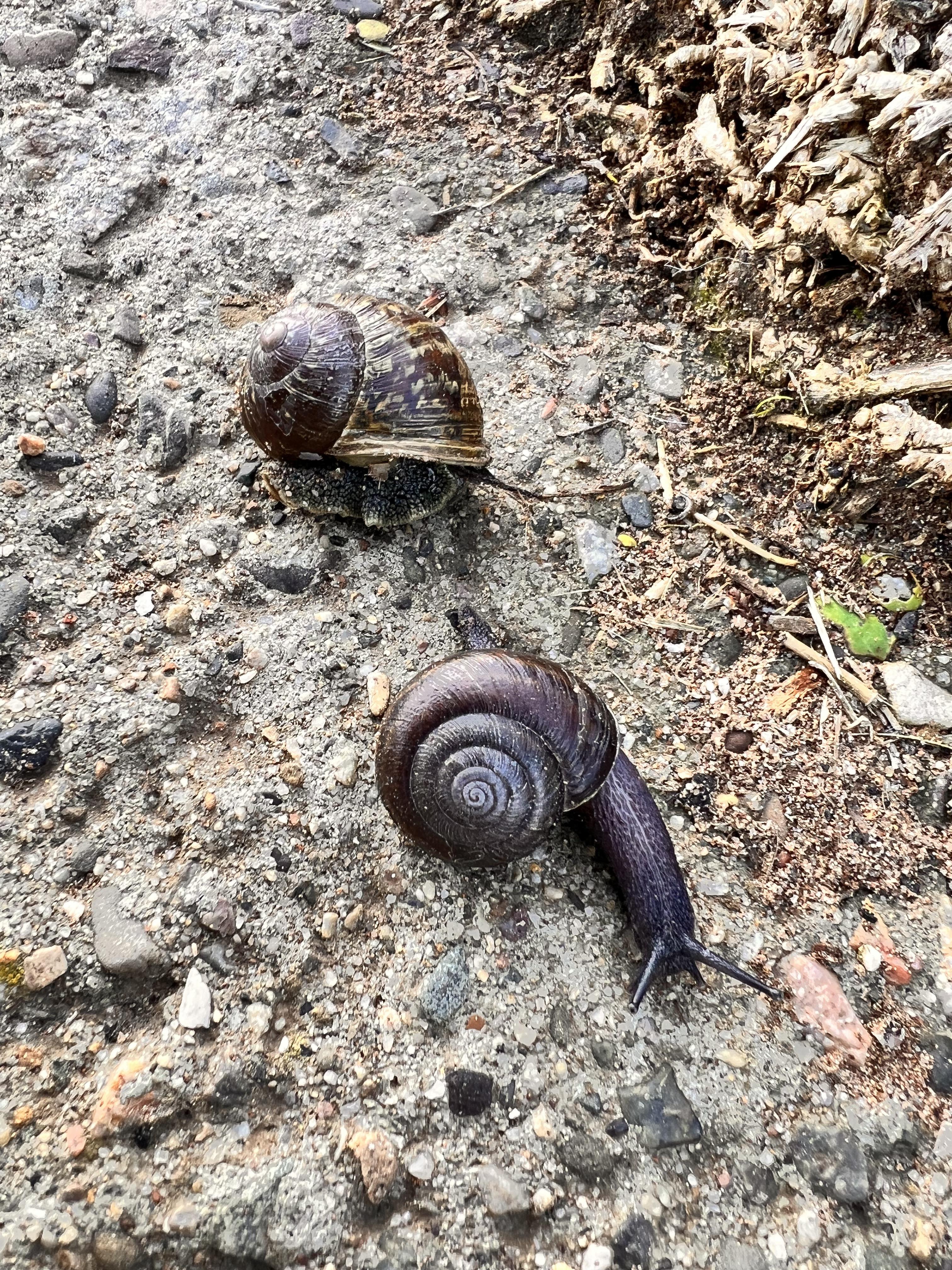 Can anyone identify this type of snail rsnails