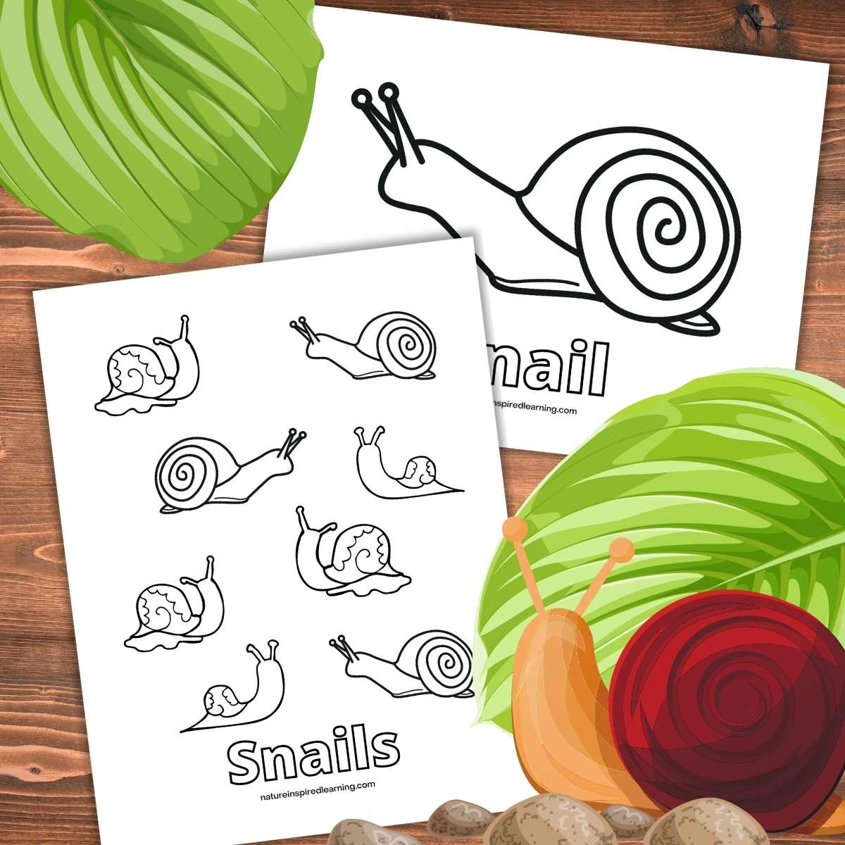 Snail coloring pages