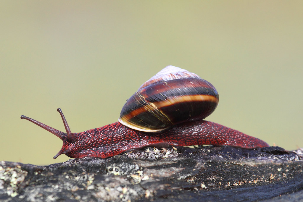 Pacific sideband snail i spotted this little creature raciâ