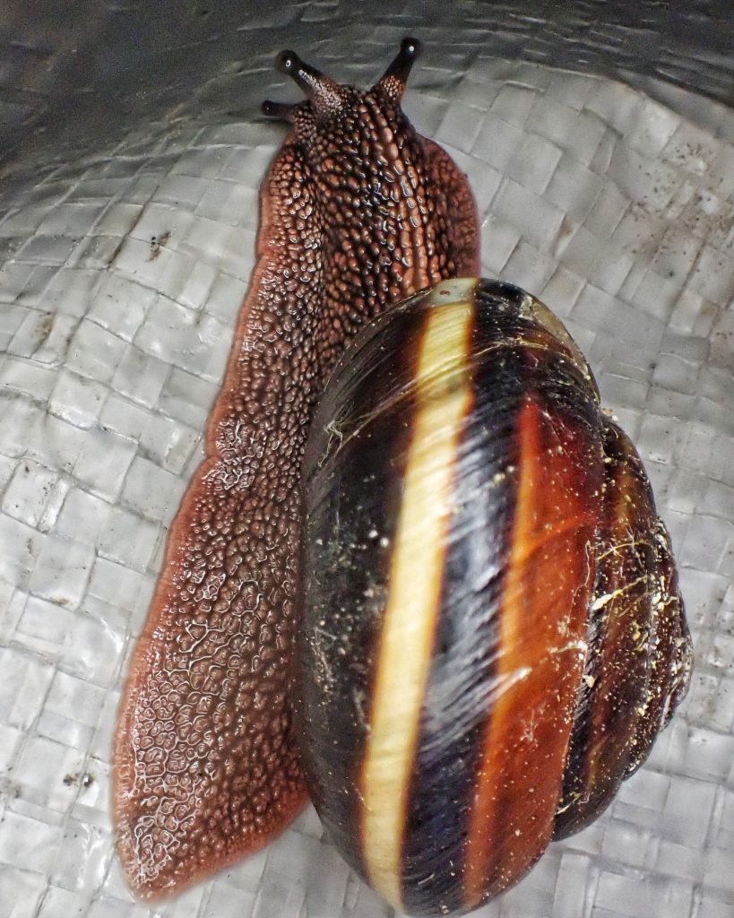 Monadenia fidelis pacific sideband snail â things of the pacific northwest