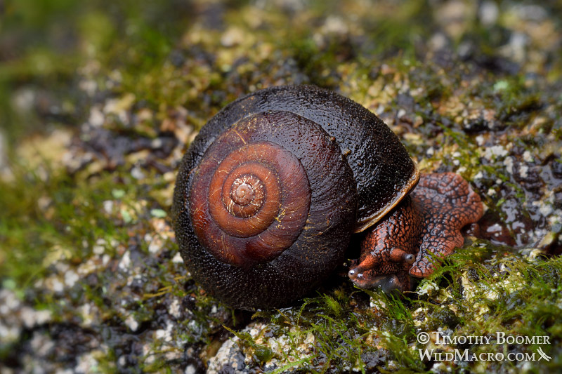 Redwood sideband snail monadenia infumata pictures wild macro stock photography
