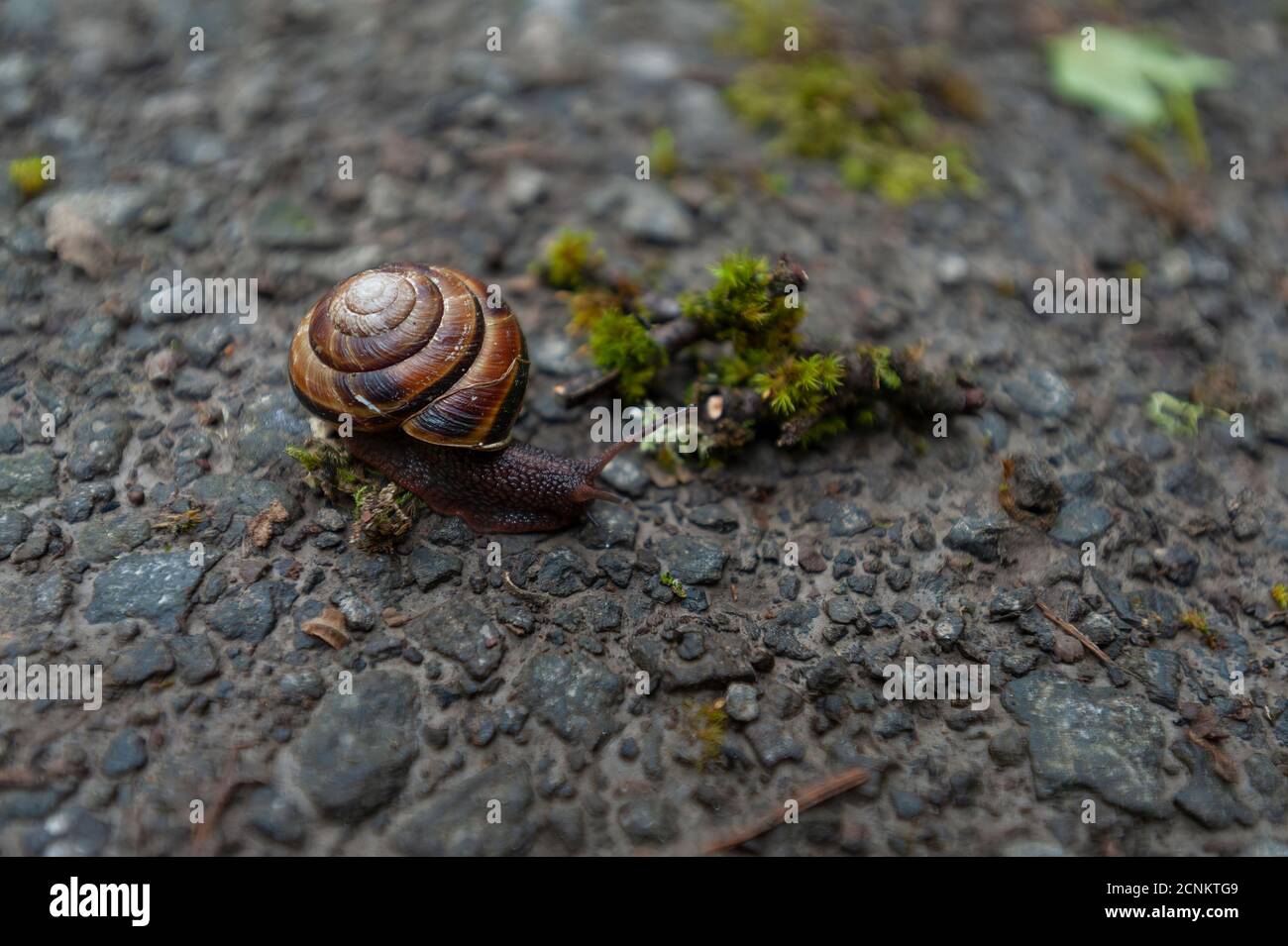 Snail no people hi