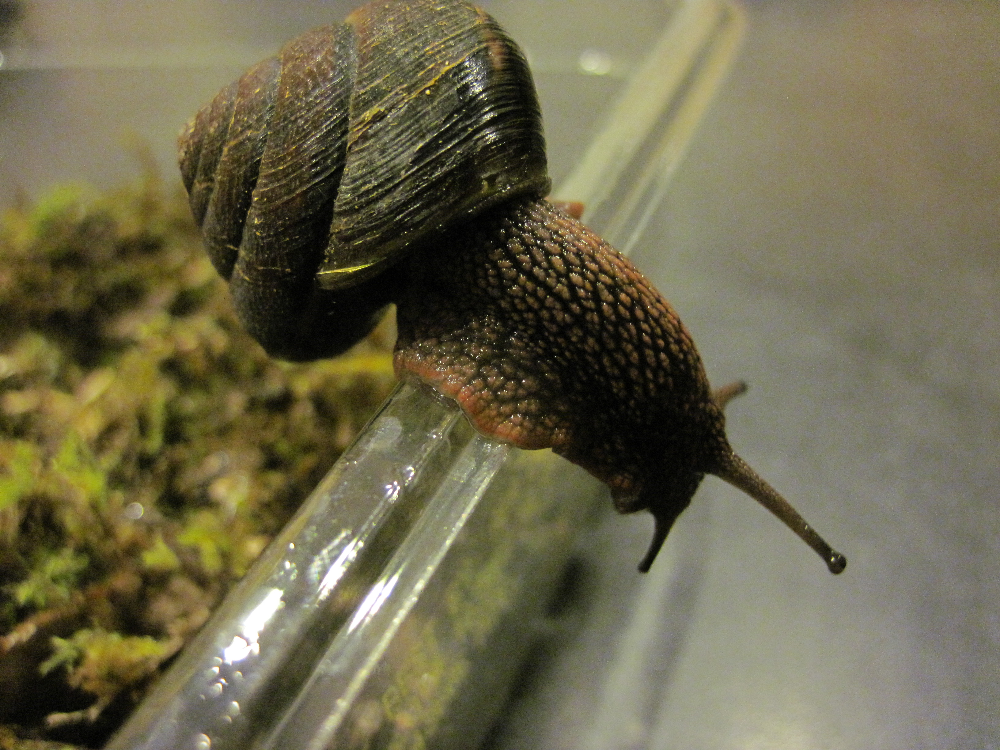 Pacific sideband snail gopher valley journal