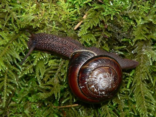 Pacific sideband snail friends of cortes island