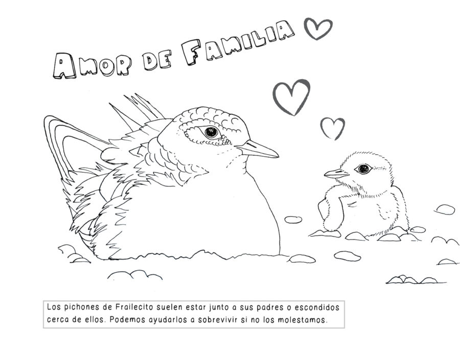 New coloring book color and protect the snowy plover â english and spanish â