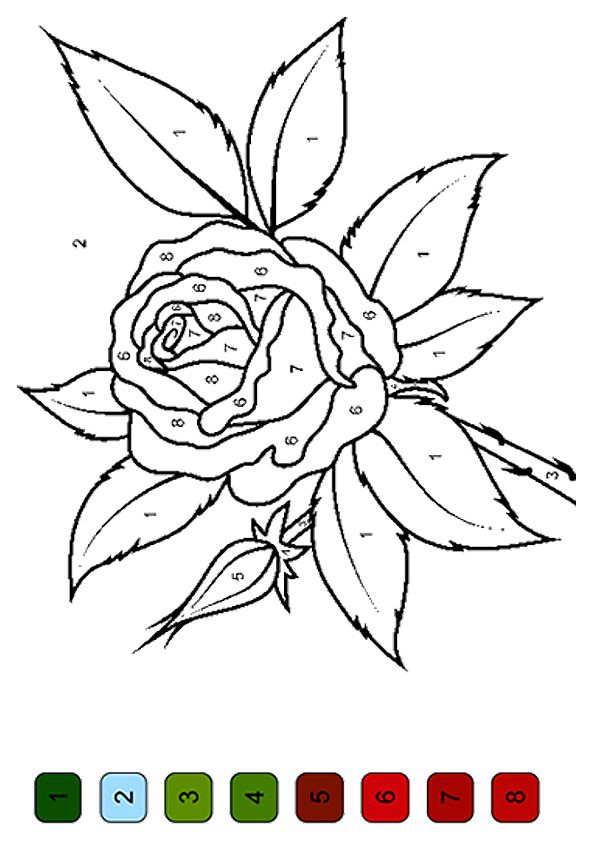 Rose