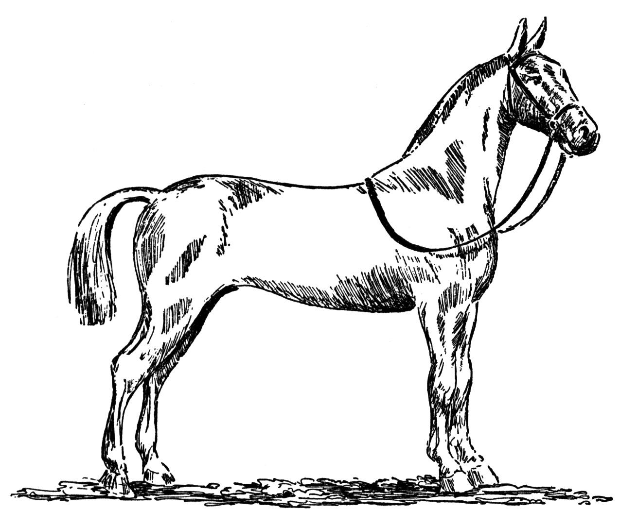 Free horse coloring pages