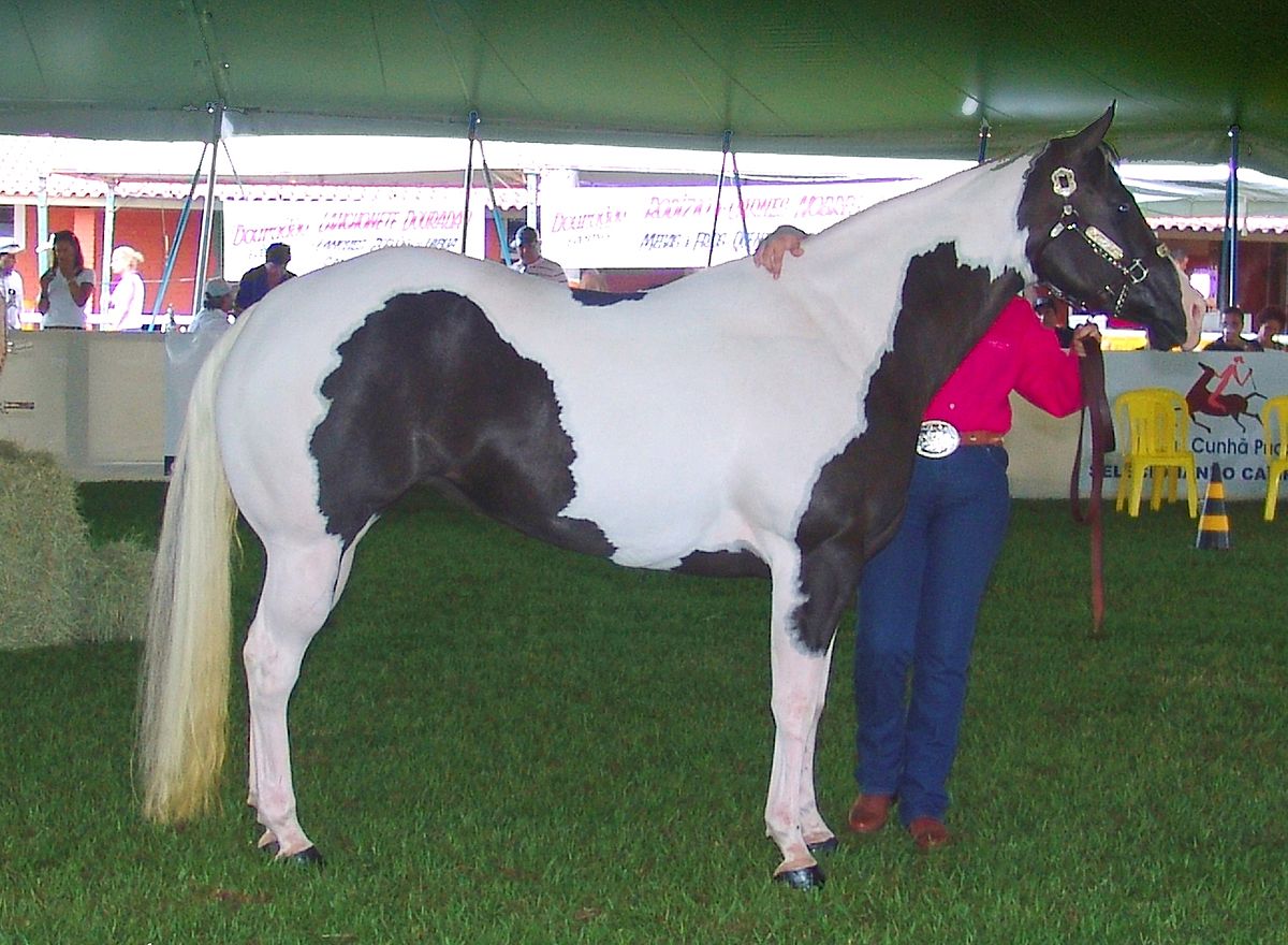 American paint horse