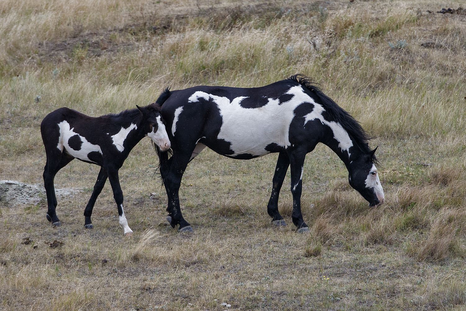 Paint horse breed profile