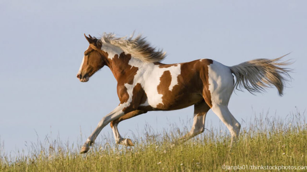 Paint horse vs pinto learn the difference