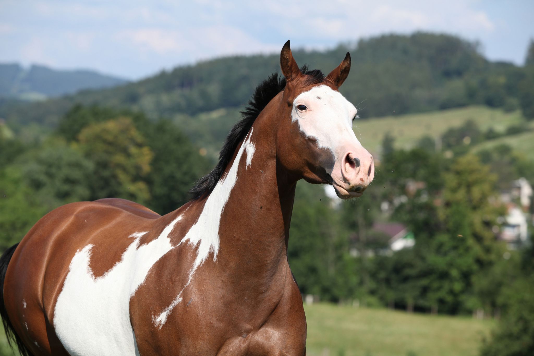 Breed profile the colorful world of the paint horse
