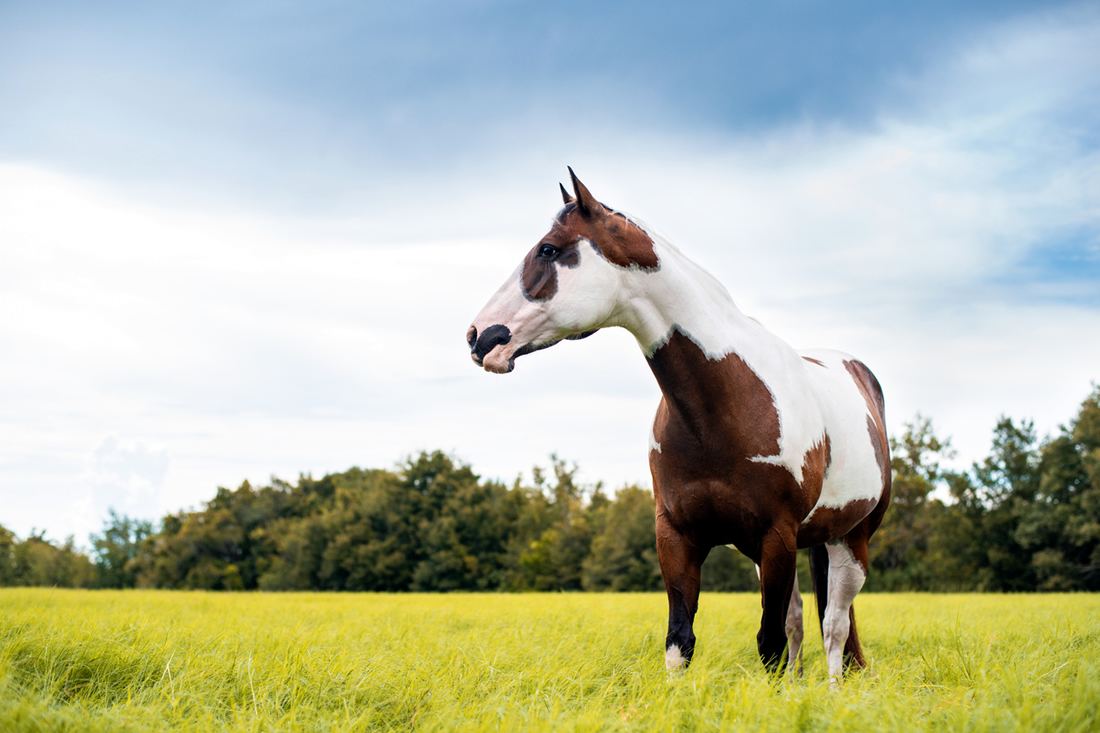 American paint horse breed characteristics health nutrition guide mad barn