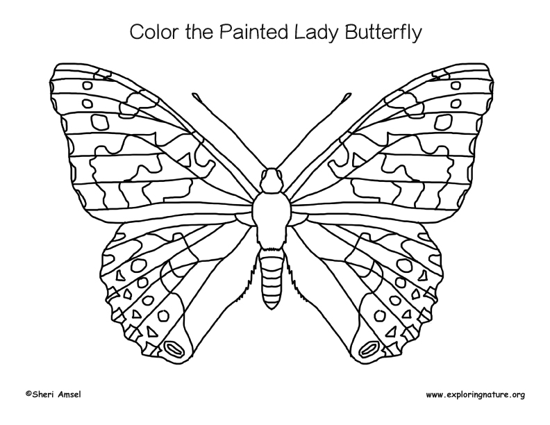 Butterfly painted lady coloring