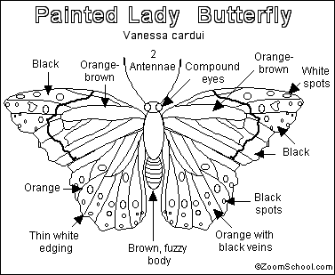 Painted lady butterfly printout
