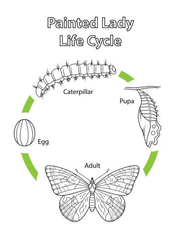 Life cycle of a painted lady butterfly coloring page free printable coloring pages life cycles butterfly life cycle butterfly coloring page