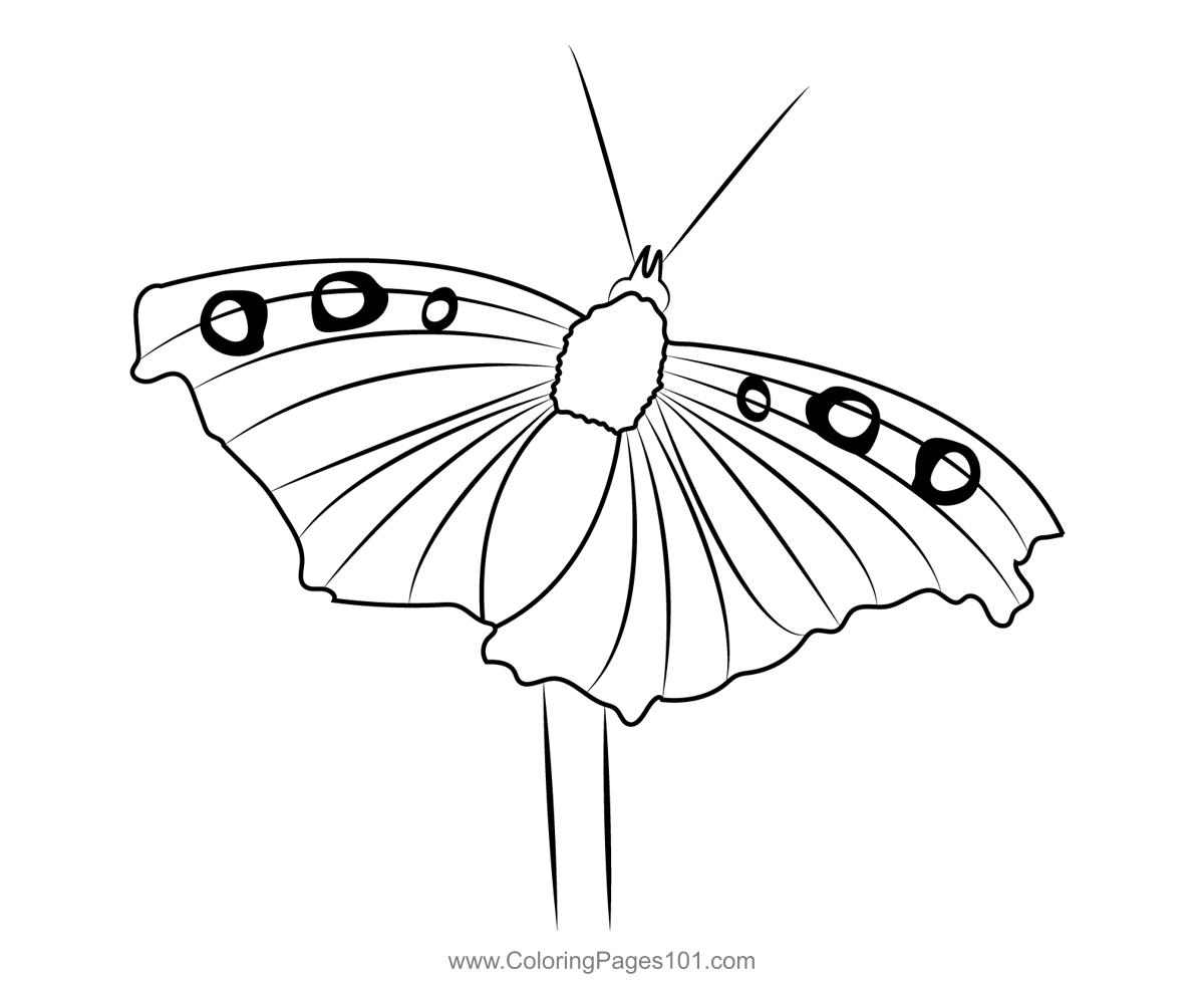 Painted lady butterfly coloring page for kids