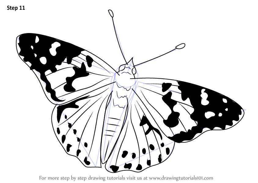 How to draw a painted lady butterflies step by step