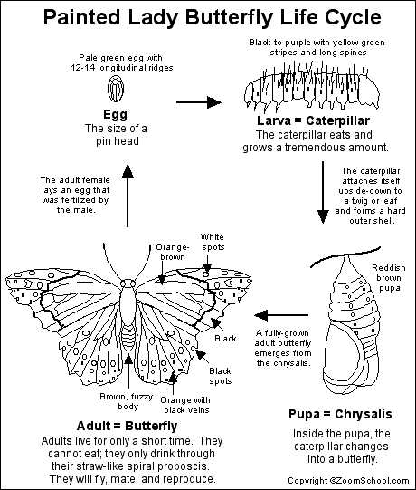 Butterly pages to color index
