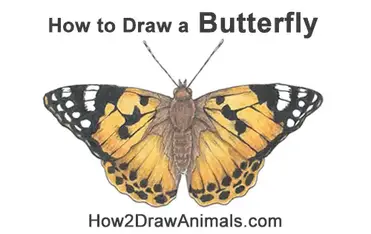 How to draw a butterfly painted lady video step