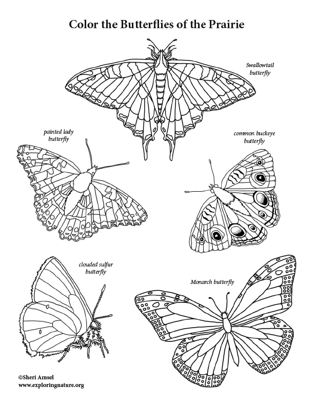 Butterflies of the prairie coloring page