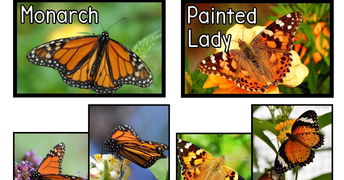 Painted lady and monarch butterfly species sort printable