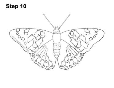 How to draw a butterfly painted lady video step