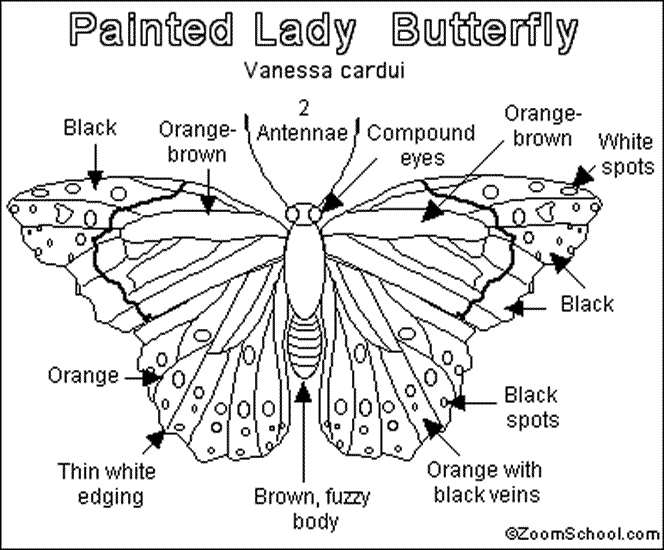Butterfly festival