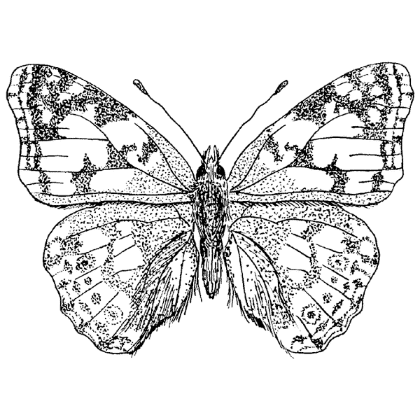 Painted lady h