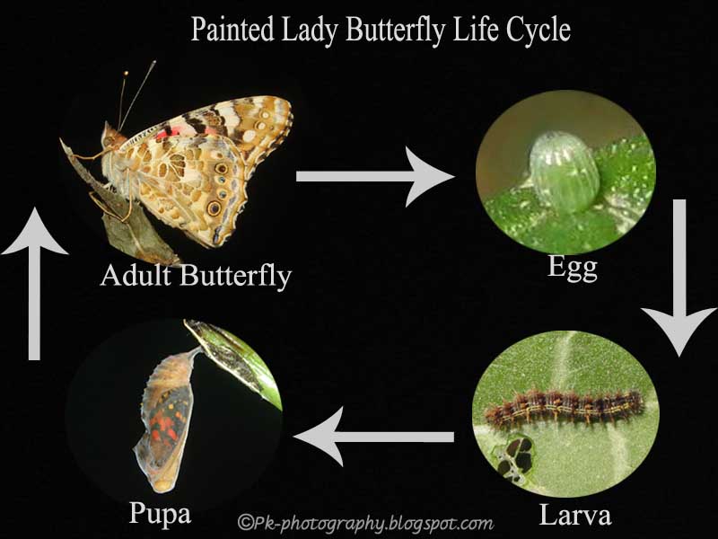 Nature cultural and travel photography blog painted lady butterfly life cycle