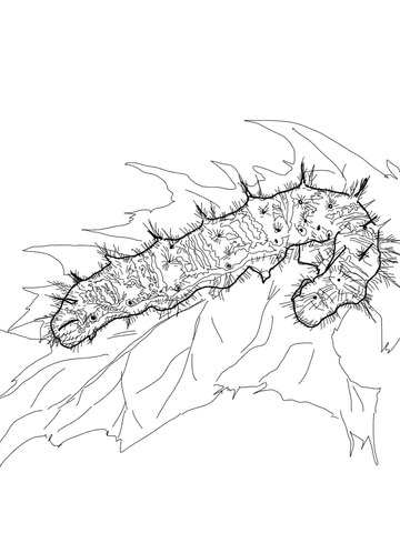 Painted lady caterpillar coloring page free printable coloring pages